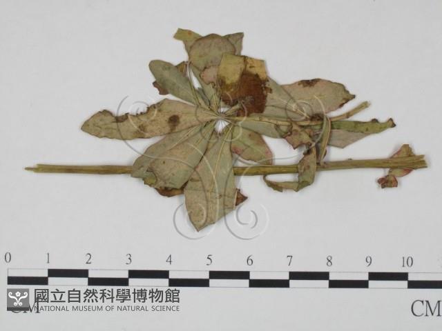 登錄號:F0019229藏品圖，第1張