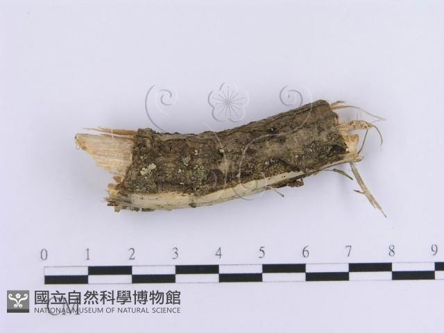 登錄號:F0003229藏品圖，第1張