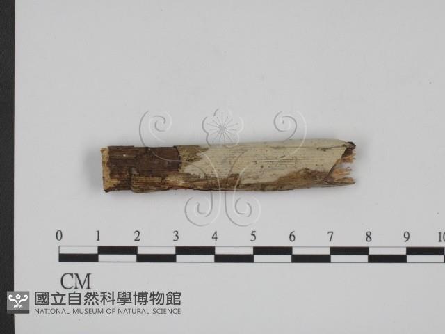 登錄號:F0008629藏品圖，第1張