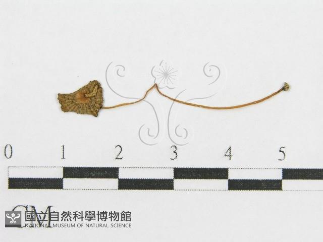 登錄號:F0008429藏品圖，第1張