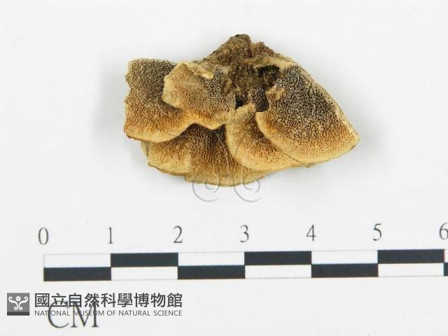 登錄號:F0006429藏品圖，第1張