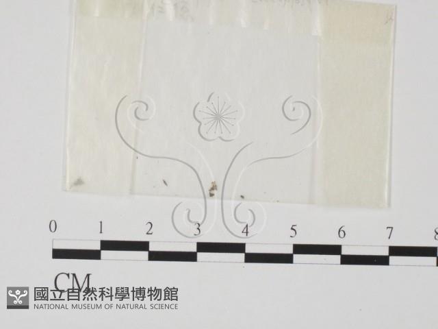 登錄號:F0001429藏品圖，第1張
