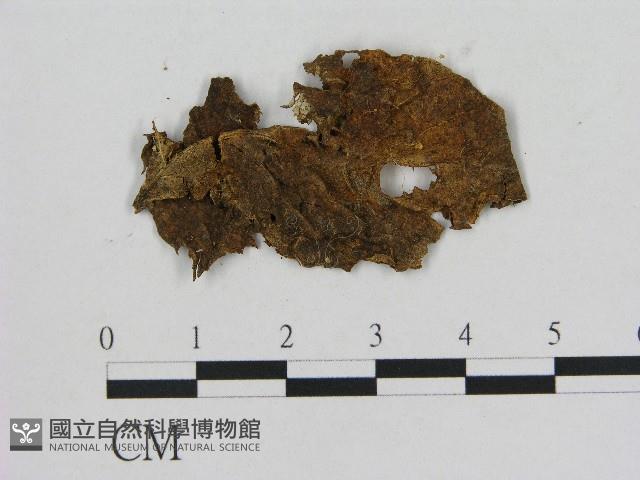 小菇屬藏品圖，第1張