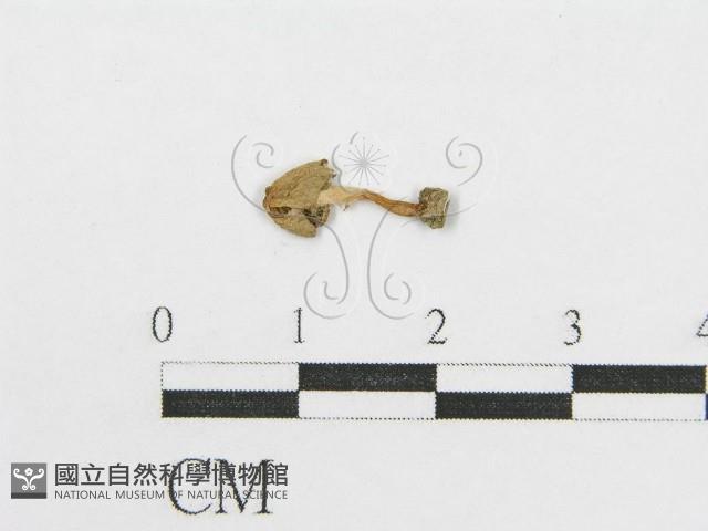 登錄號:F0005429藏品圖，第1張