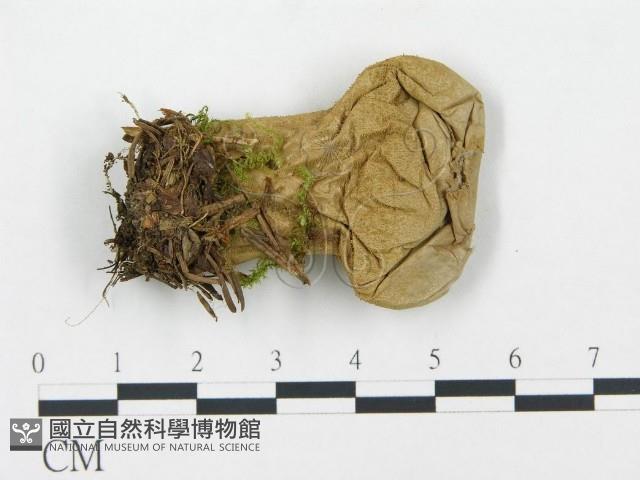 禿馬勃屬藏品圖，第1張