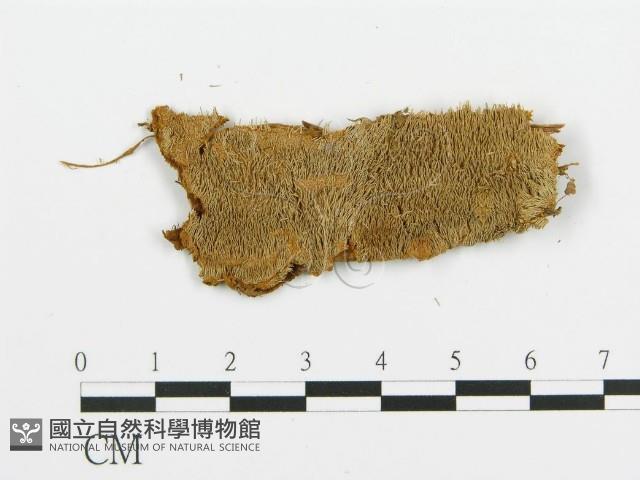 登錄號:F0009429藏品圖，第1張