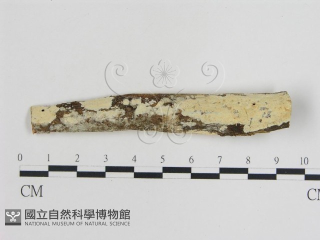 登錄號:F0008729藏品圖，第1張