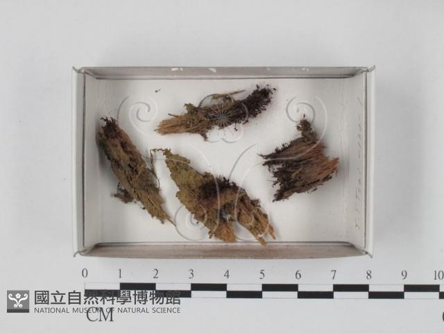 登錄號:F0018529藏品圖，第1張