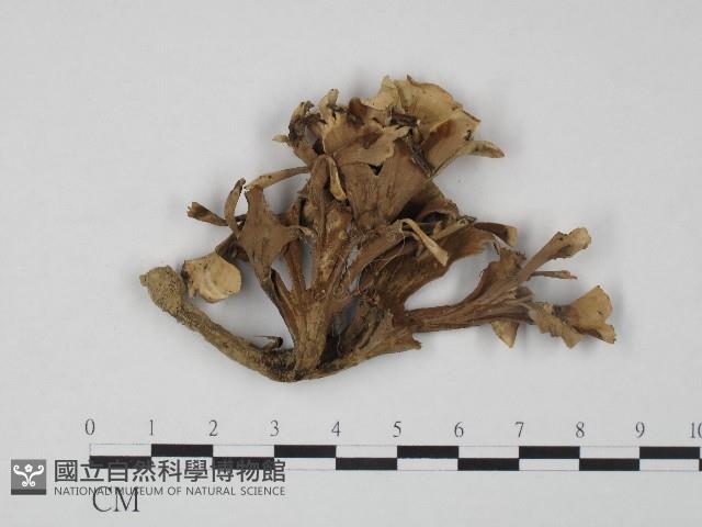 棕色革菌藏品圖，第1張