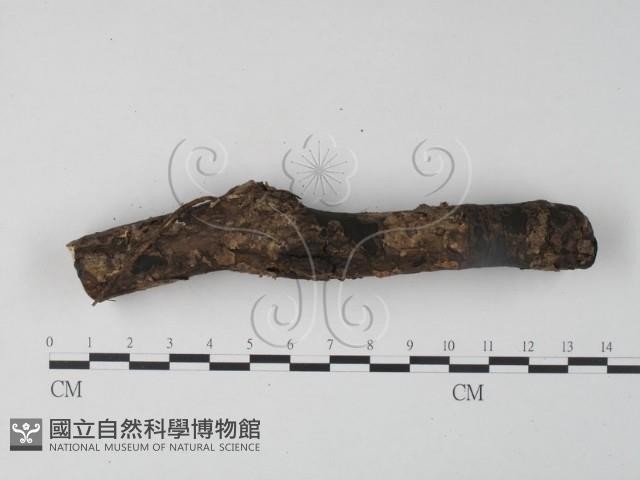 銀耳屬藏品圖，第1張