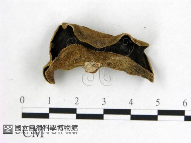 毛木耳藏品圖，第1張