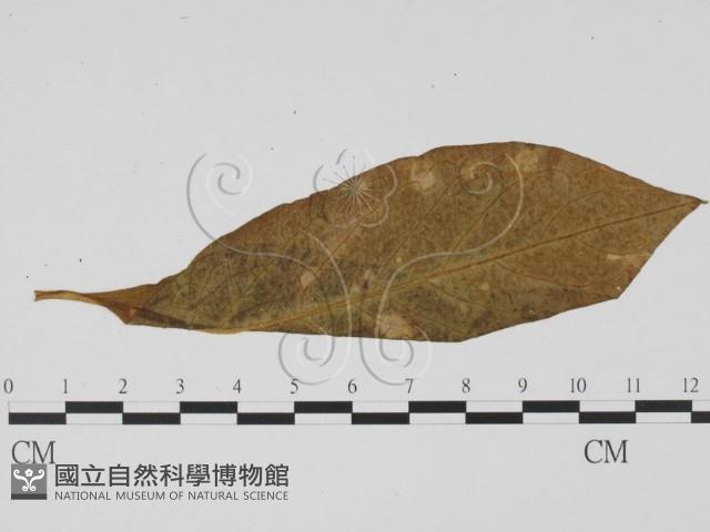 登錄號:F0019529藏品圖，第1張