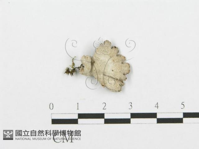 裂褶菌藏品圖，第1張