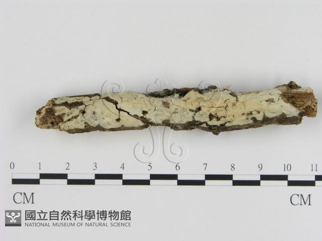 登錄號:F0000129藏品圖，第1張