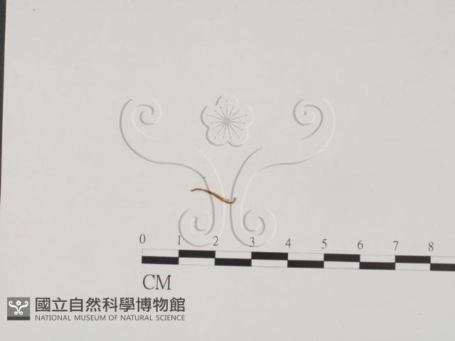 登錄號:F0016129藏品圖，第1張