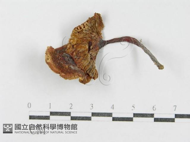 登錄號:F0011129藏品圖，第1張
