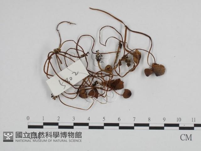 登錄號:F0024129藏品圖，第1張