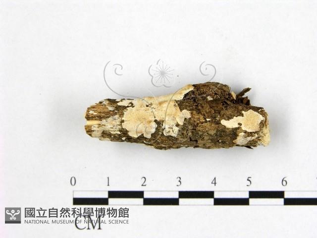 登錄號:F0004129藏品圖，第1張
