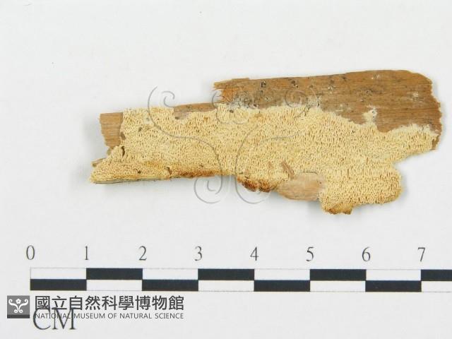登錄號:F0014129藏品圖，第1張