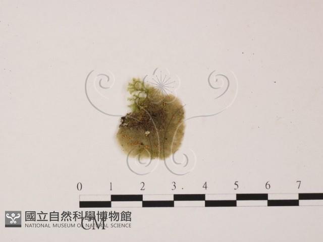 登錄號:F0002129藏品圖，第1張