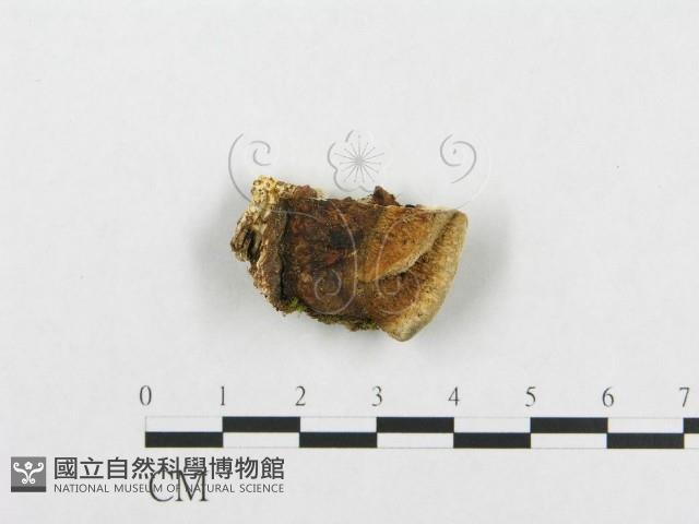 登錄號:F0007129藏品圖，第1張