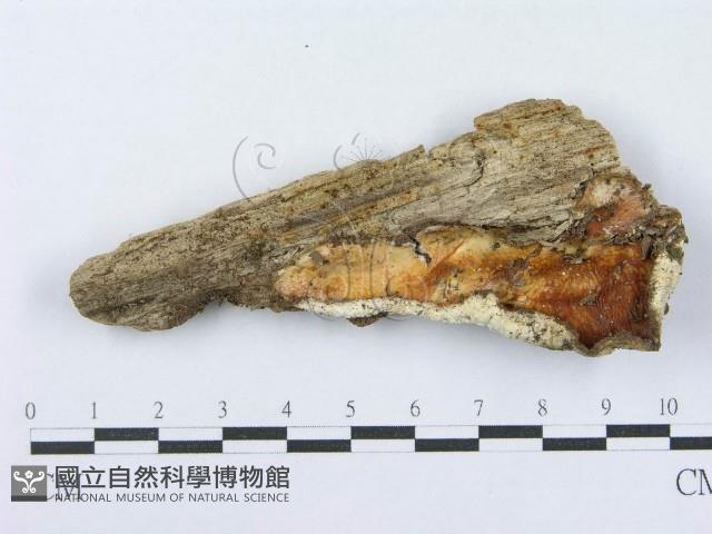 射脈菌屬藏品圖，第1張