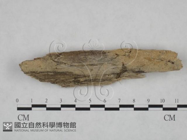 登錄號:F0025129藏品圖，第1張