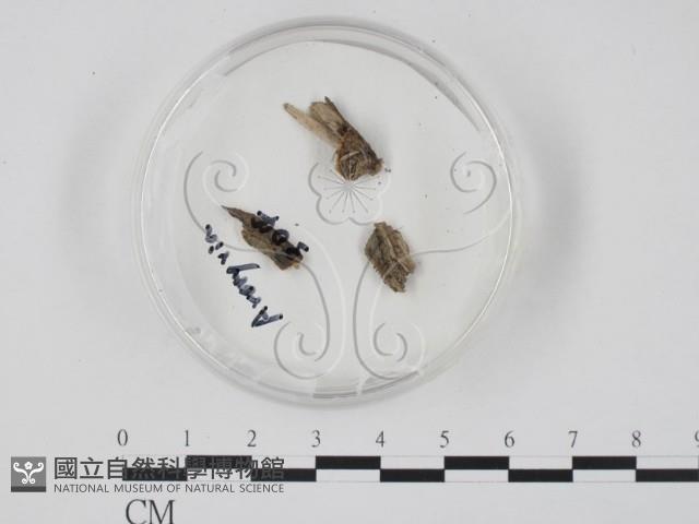 登錄號:F0005129藏品圖，第1張