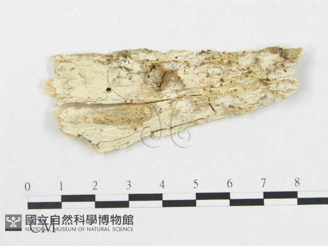 登錄號:F0015129藏品圖，第1張