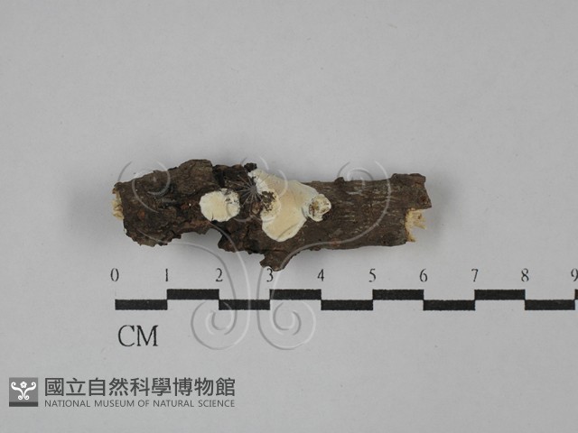 骨皮菌屬藏品圖，第1張