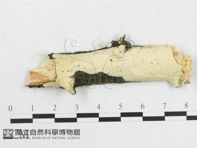 登錄號:F0009129藏品圖，第1張