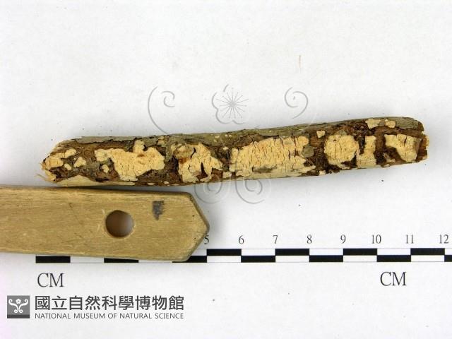 登錄號:F0003129藏品圖，第1張