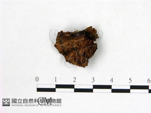 登錄號:F0008029藏品圖，第1張