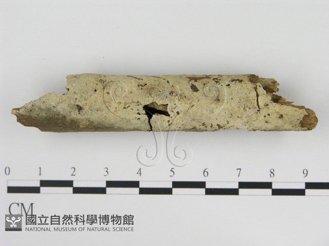 剛毛絲皮菌藏品圖，第1張