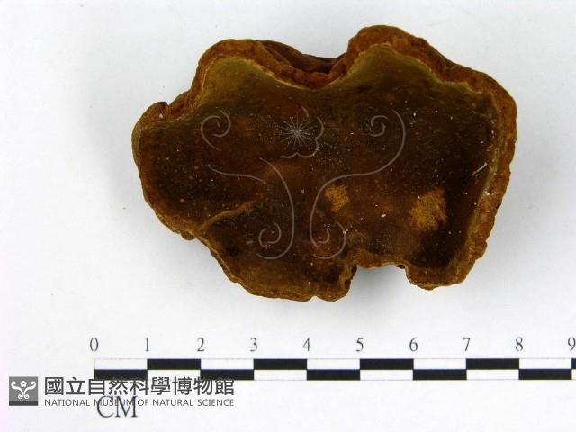 登錄號:F0010029藏品圖，第1張