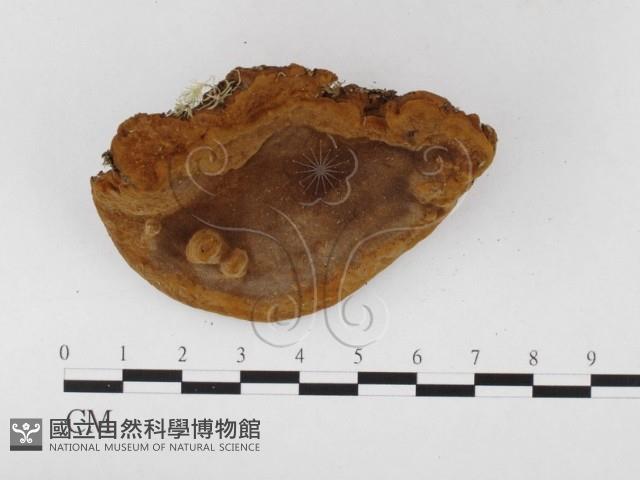 木層孔菌屬藏品圖，第1張