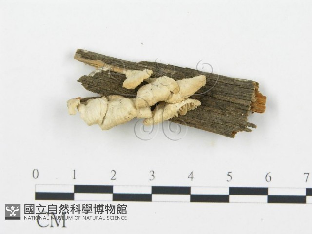 登錄號:F0006029藏品圖，第1張