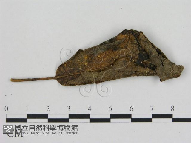 小菇屬藏品圖，第1張