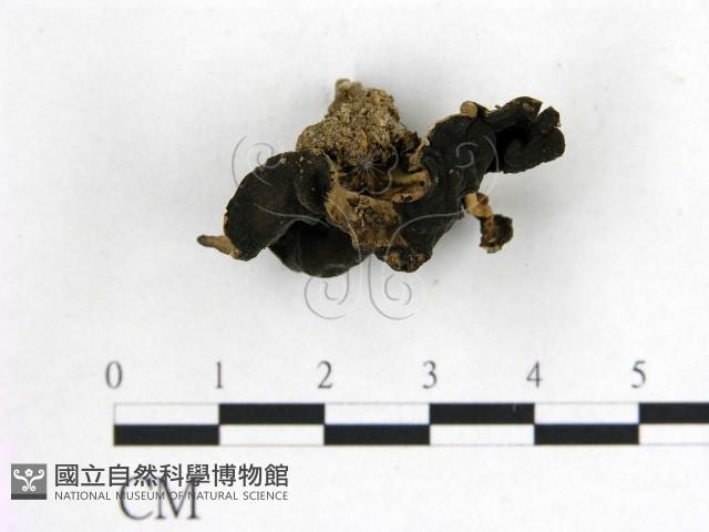 登錄號:F0021029藏品圖，第1張