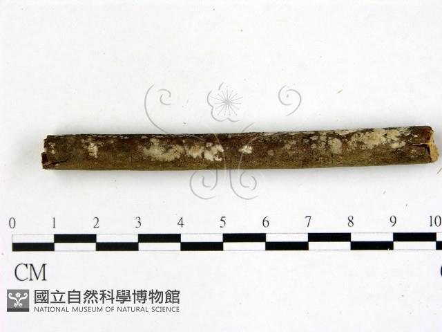 刺皮菌屬藏品圖，第1張