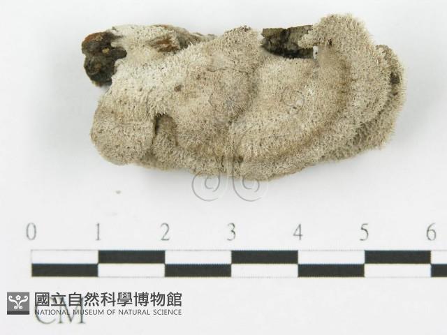 裂褶菌藏品圖，第1張