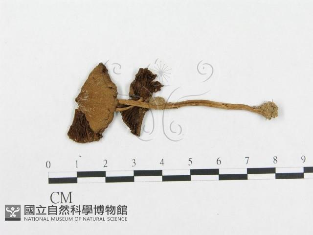 登錄號:F0002029藏品圖，第1張