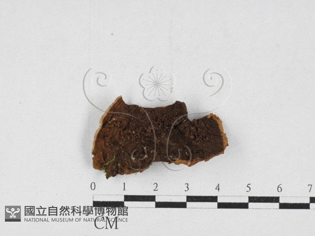登錄號:F0027029藏品圖，第1張