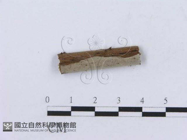 登錄號:F0005029藏品圖，第1張