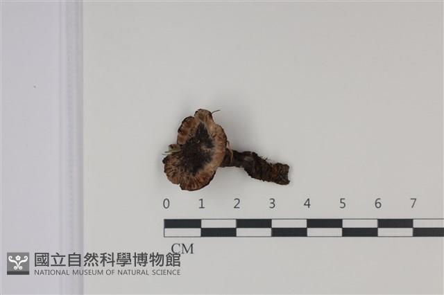 登錄號:F0035029藏品圖，第1張