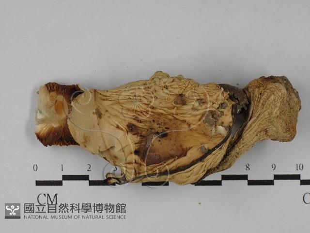 登錄號:F0029029藏品圖，第1張