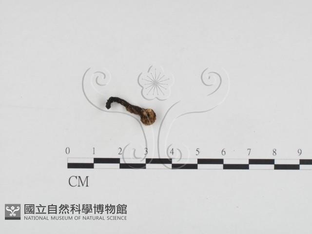 香菇	藏品圖，第1張
