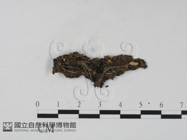 登錄號:F0019029藏品圖，第1張