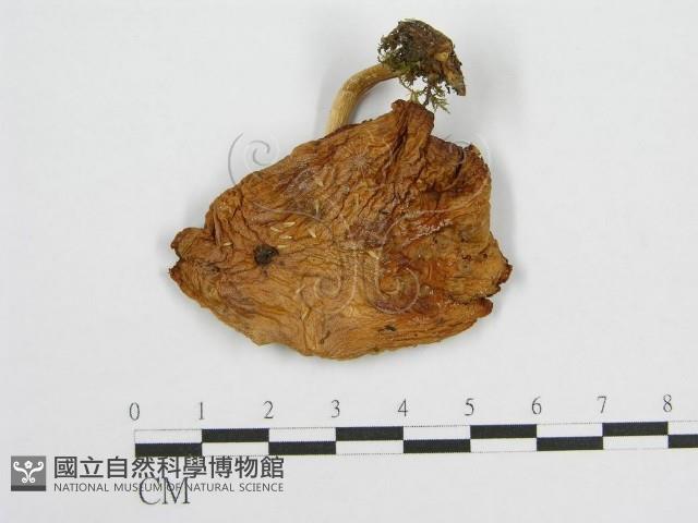 登錄號:F0003029藏品圖，第1張