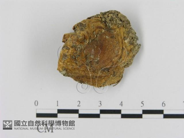 乳菇屬藏品圖，第1張